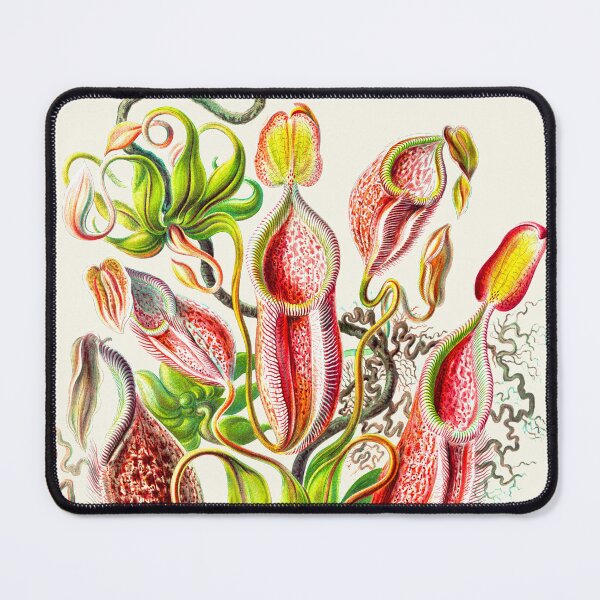 Item preview, Nepenthes gymnamphora - Botanical illustration designed and sold by chimakingthings.