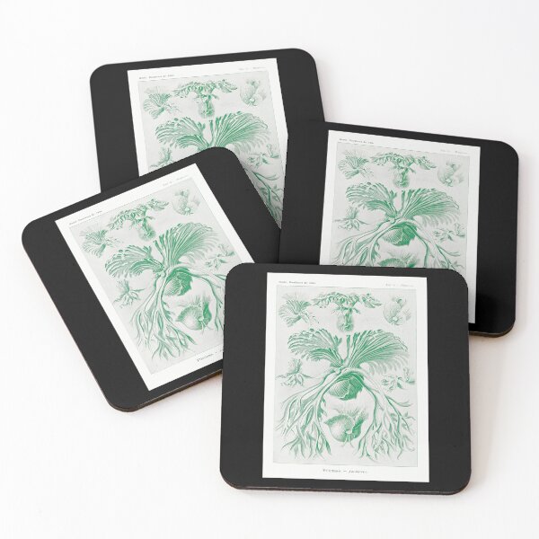 Item preview, Staghorn ferns - Botanical Illustration designed and sold by chimakingthings.