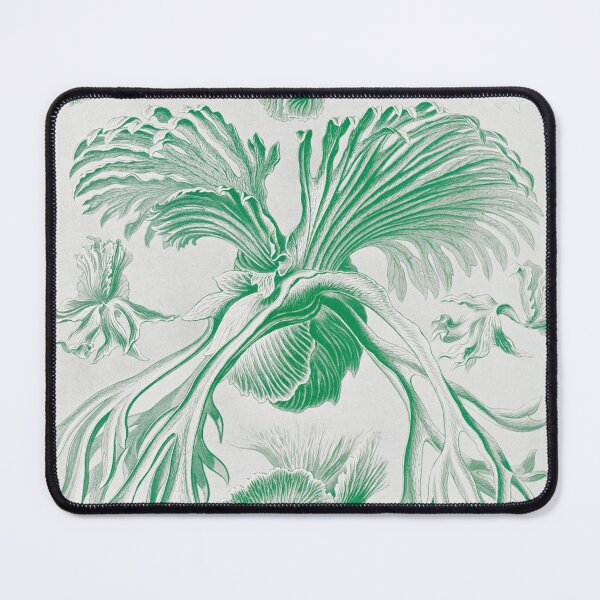 Item preview, Staghorn ferns - Botanical Illustration designed and sold by chimakingthings.
