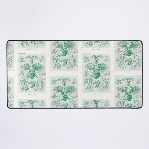 Item preview, Staghorn ferns - Botanical Illustration designed and sold by chimakingthings.