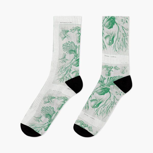 Item preview, Staghorn ferns - Botanical Illustration designed and sold by chimakingthings.