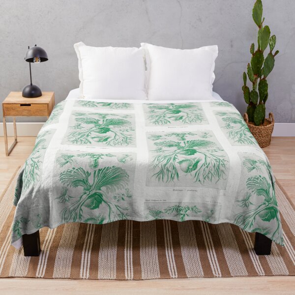 Item preview, Staghorn ferns - Botanical Illustration designed and sold by chimakingthings.