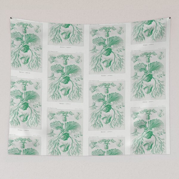 Item preview, Staghorn ferns - Botanical Illustration designed and sold by chimakingthings.