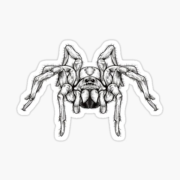 Item preview, Tarantula Art Hand Draw Tarantula designed and sold by Tarantula-Pet.