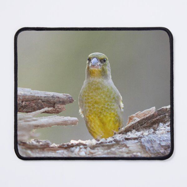 Item preview, Disturbed. European greenfinch designed and sold by Jouko Lehto Photography.