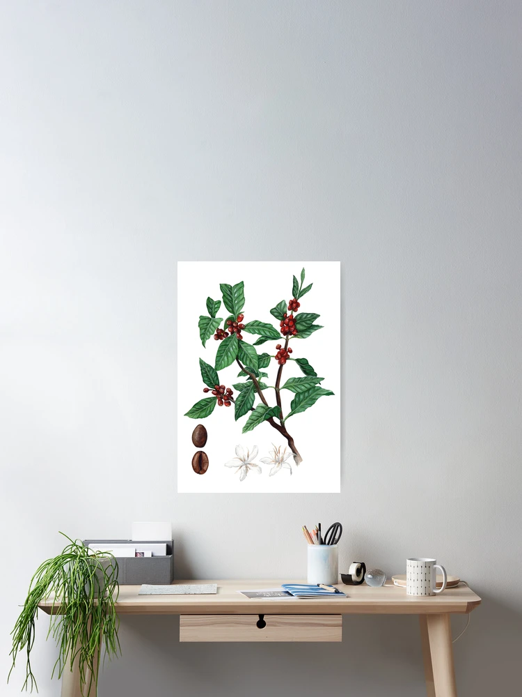 Poster for Sale mit "Botanische Illustration Der Kaffeepflanze" von  Threeleaves | Redbubble