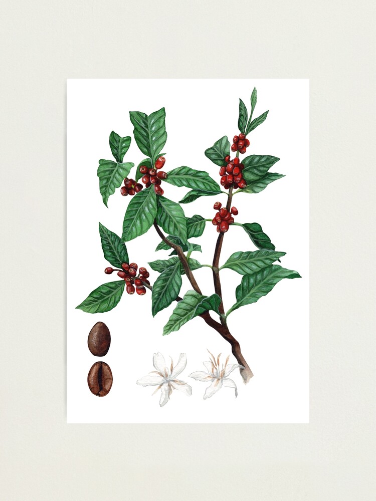 Plant Illustration" Photographic Print for Sale Threeleaves Redbubble
