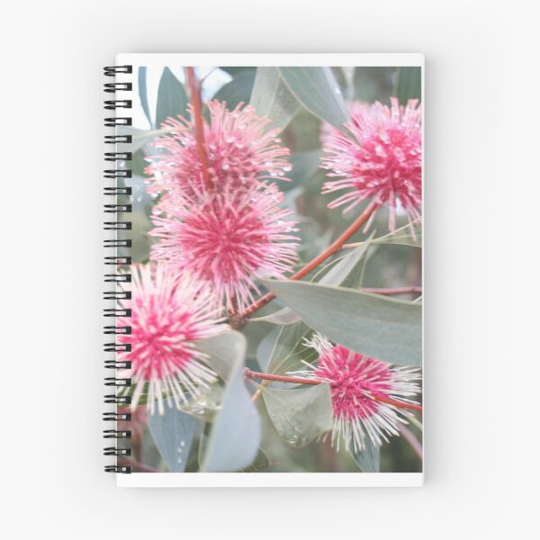Item preview, Pincushion Hakea designed and sold by Bilby.
