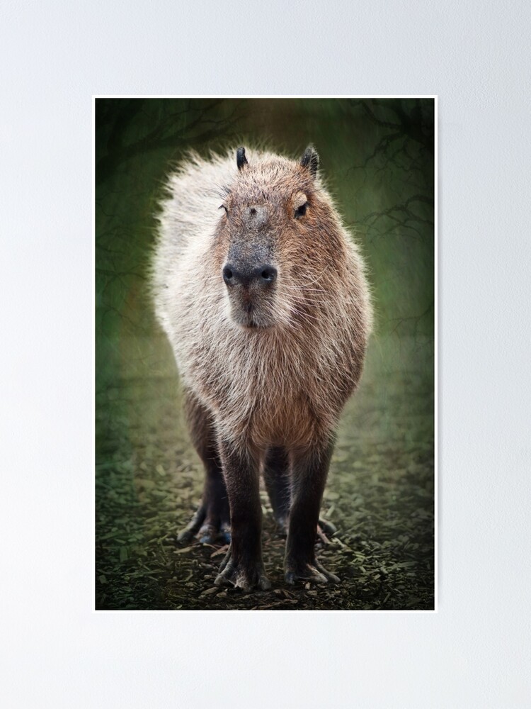 Minimalist Capybara Posters Image