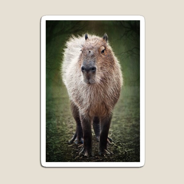 Capybara Magnet