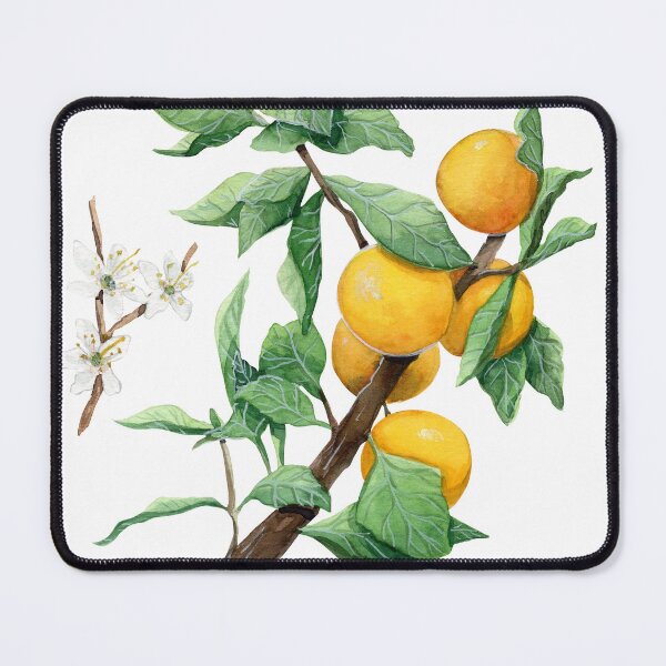 Item preview, Mirabelle Plum Tree Botanical Illustration designed and sold by Threeleaves.