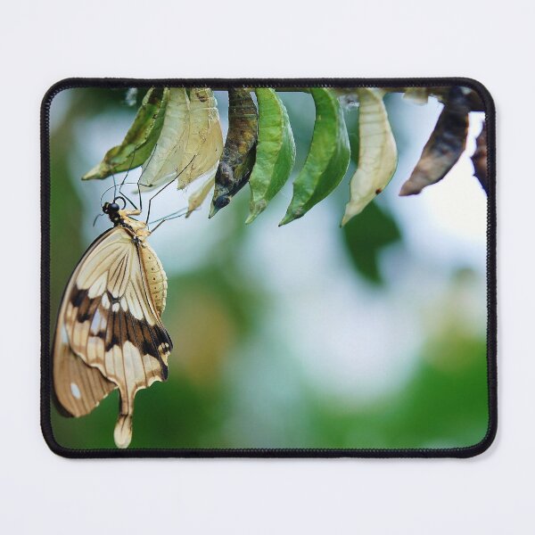 Item preview, Butterfly, buds, nice pic designed and sold by kingoo82.