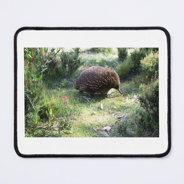 Item preview, Echidna designed and sold by Tim Coleman.