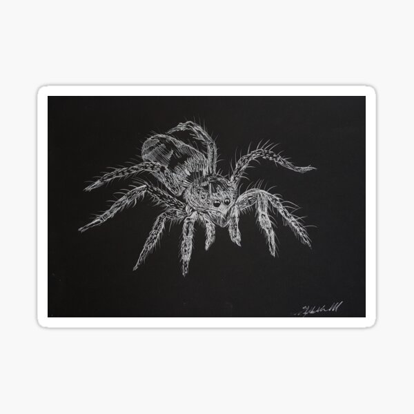 Zebra spider (Salticus scenicus) arachnids Sticker