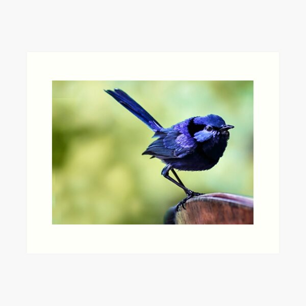 Item preview, Splendid Blue Fairy Wren designed and sold by Susiepie.
