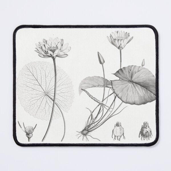Item preview, Egyptian lotus and White Egyptian lotus - Botanical Illustration designed and sold by chimakingthings.