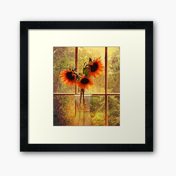 Sunflowers in September Framed Art Print