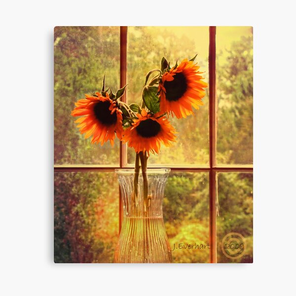 Sunflowers in September Canvas Print
