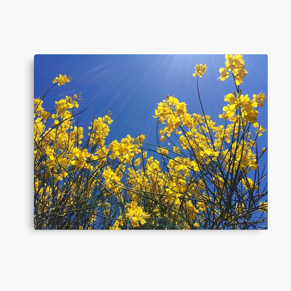 Canopy Canvas Print