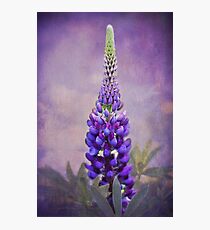 Lupin Photographic Print