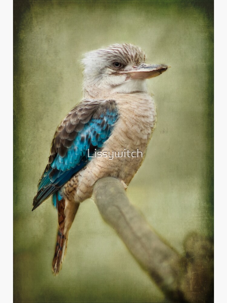"Kookaburra" Sticker for Sale by Lissywitch Redbubble