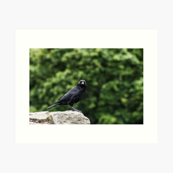 Crow Art Print