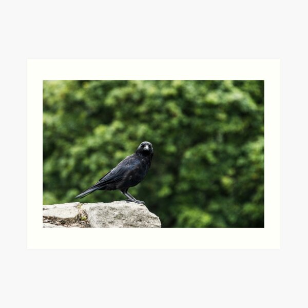 Crow Art Print