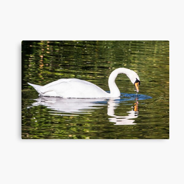 Swanning around Canvas Print