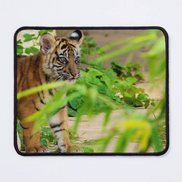 Item preview, A baby tiger peeks through the brush designed and sold by noblephoto.