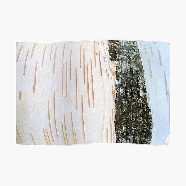Birch bark Poster