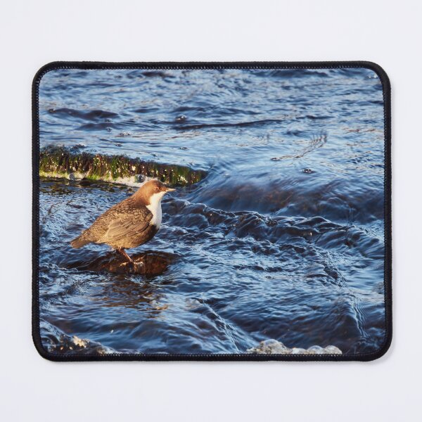 Item preview, Stream of life. White-throated dipper designed and sold by Jouko Lehto Photography.