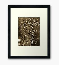 Elder Framed Print