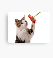 Kitten playing Canvas Print