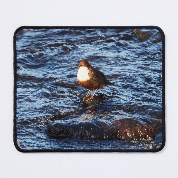 Item preview, Awaken. White-throated dipper designed and sold by Jouko Lehto Photography.