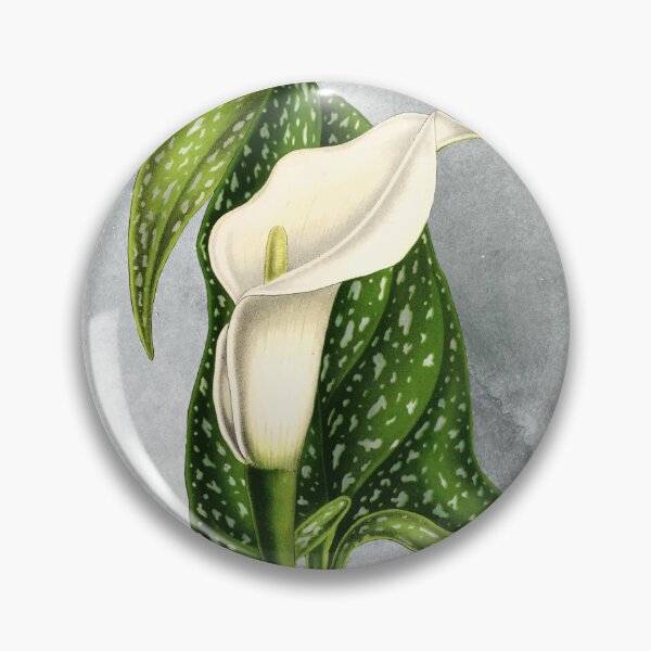 Item preview, Arum Lily | White Calla Lilies designed and sold by DeevaValli.