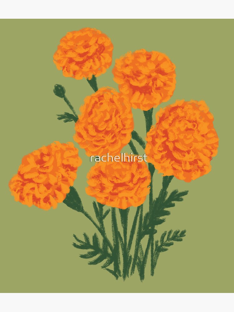 Marigold Flowers 