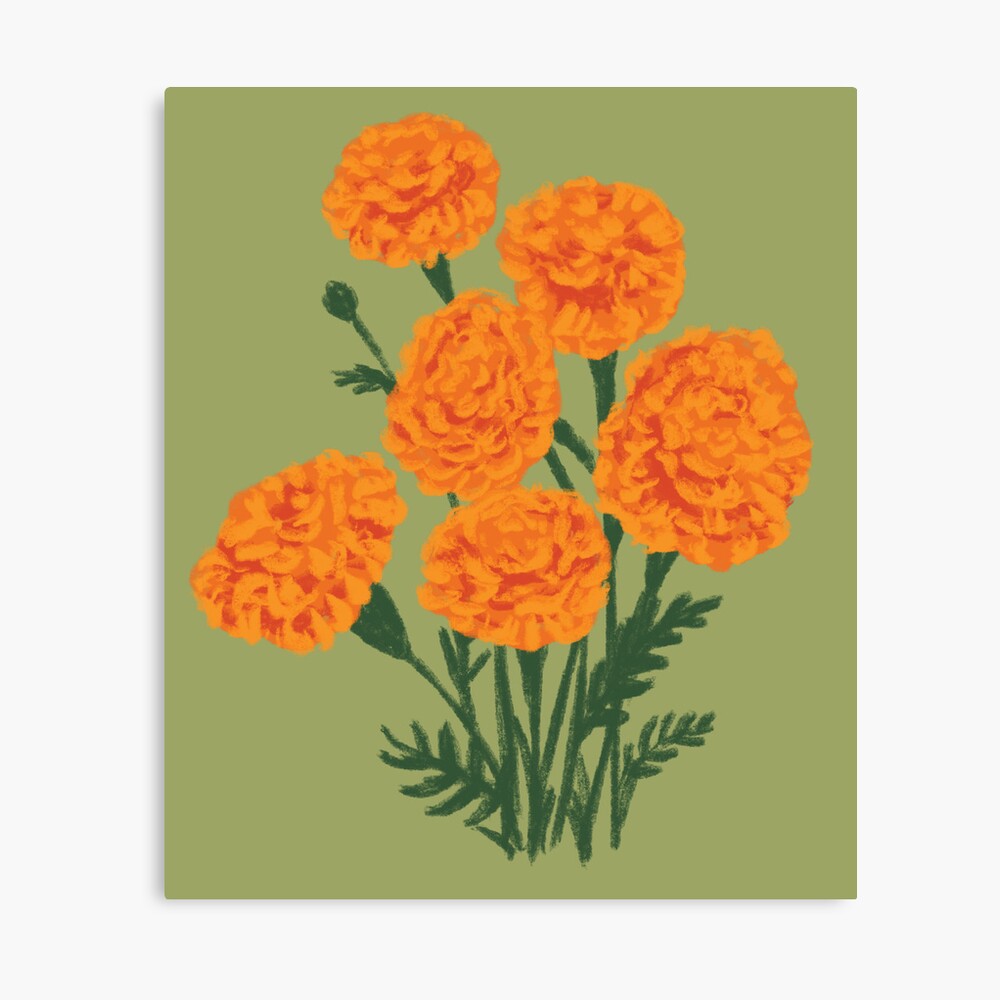 Marigold Flowers Drawing | 3d-mon.com