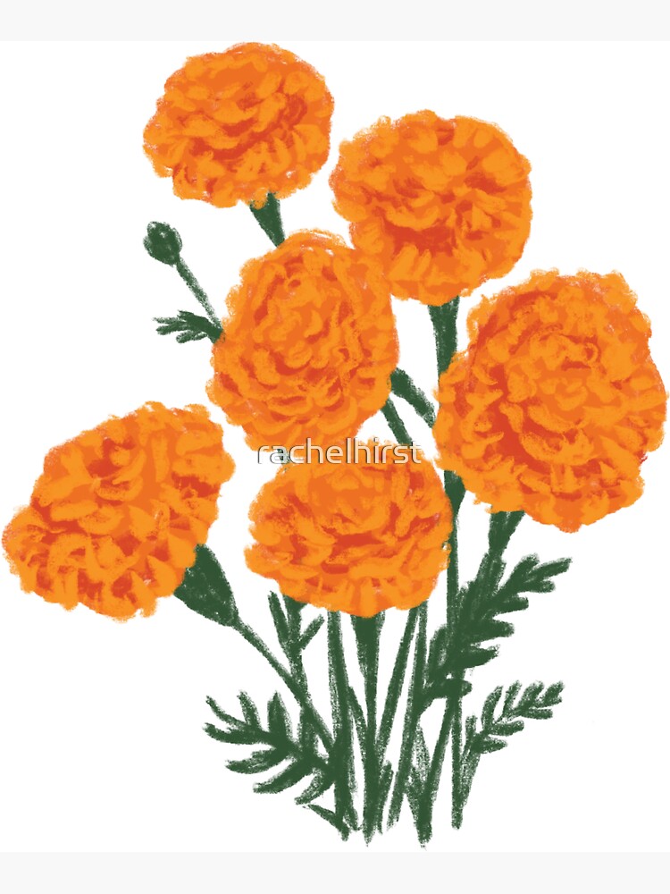 How to draw marigold flower//merigold flower drawing very easy - YouTube