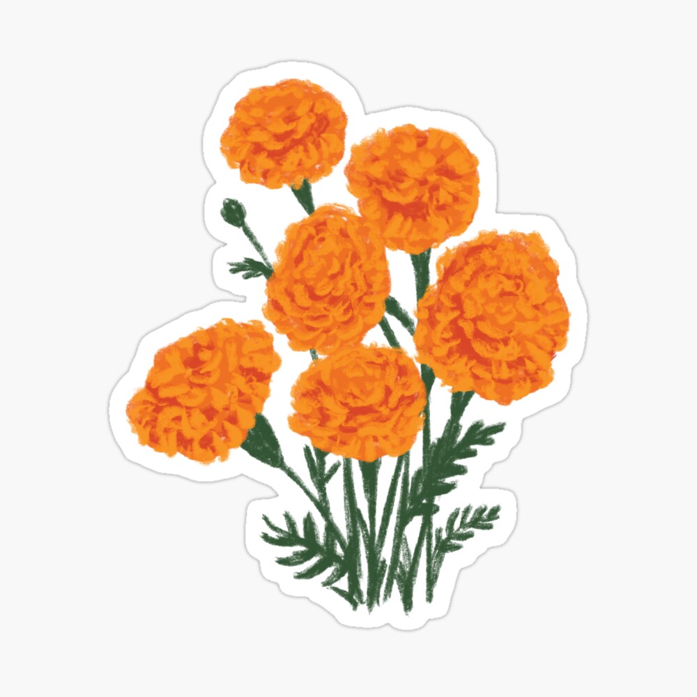 Marigolds Drawing - marigold flower illustration