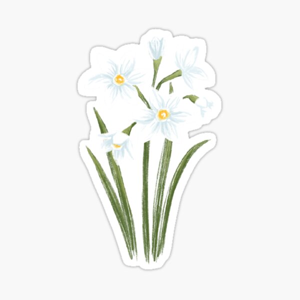 "Paperwhites Drawing narcissus paperwhite floral illustration