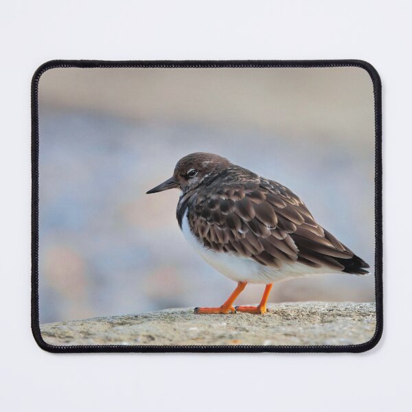 Item preview, Turnstone at Lyme Regis designed and sold by Dorset Girl.