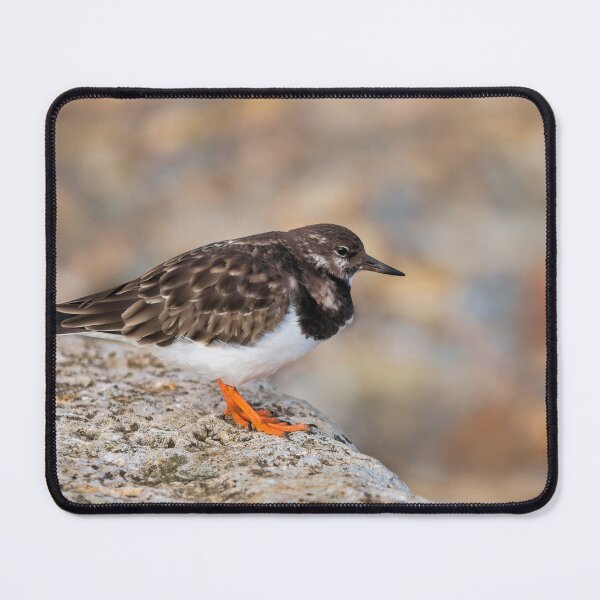 Item preview, Turnstone at Lyme Regis designed and sold by Dorset Girl.