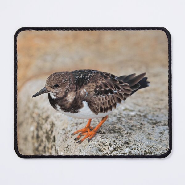 Item preview, Turnstone at Lyme Regis designed and sold by Dorset Girl.