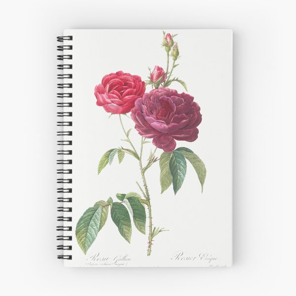 Item preview, Purple French Rose, Rosa gallica purpuro-violacea magna from Les Roses (1817–1824) by Pierre-Joseph Redouté. designed and sold by IslandArt.