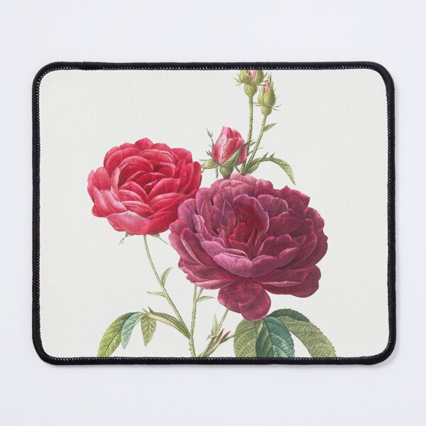 Item preview, Purple French Rose, Rosa gallica purpuro-violacea magna from Les Roses (1817–1824) by Pierre-Joseph Redouté. designed and sold by IslandArt.