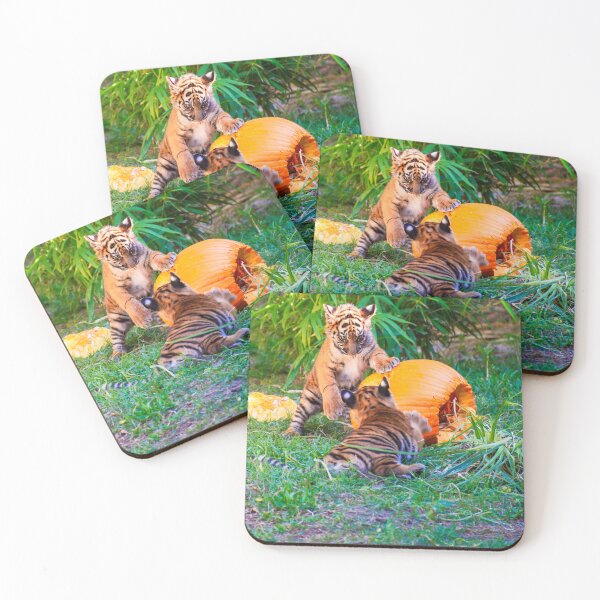 Item preview, Tiger cubs wrestle over a pumpkin designed and sold by noblephoto.