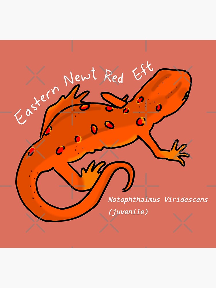 "Classic Red Eft" Poster for Sale by GreenlundCNTNT Redbubble