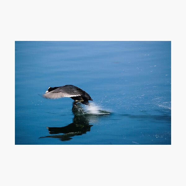 Coming In To Land Photographic Print