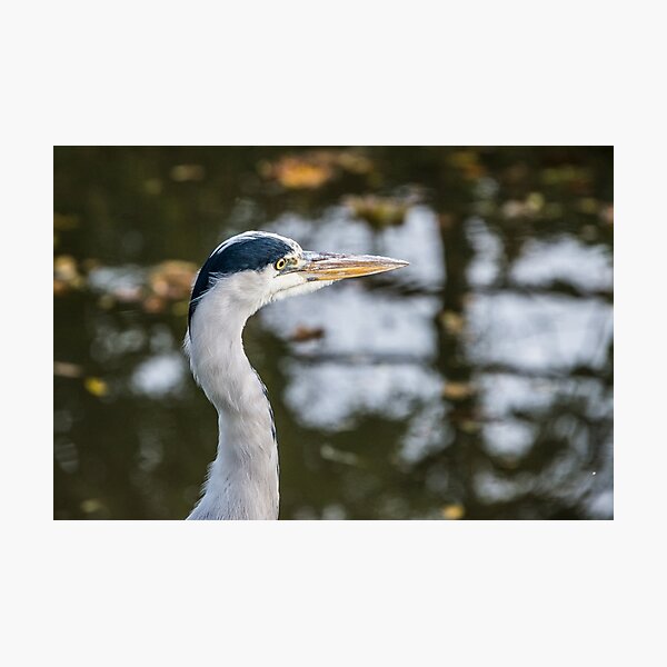 Heron Head Photographic Print
