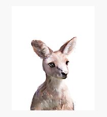 Little Kangaroo Photographic Print